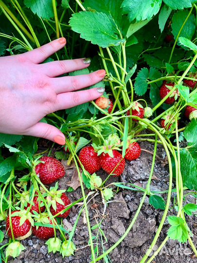 Рассада клубники