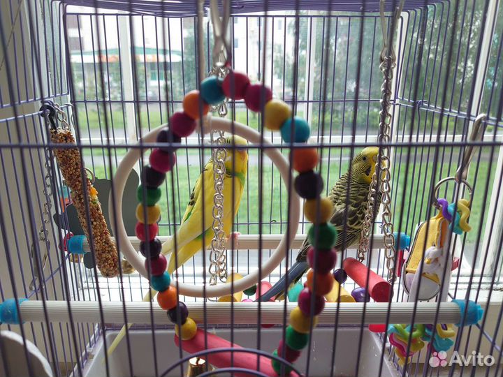 Пара попугаев с клеткой
