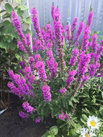 Многолетние цветы для сада