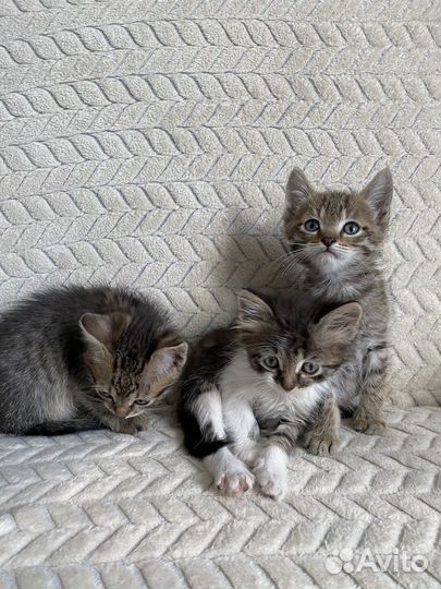 Котята бесплатно