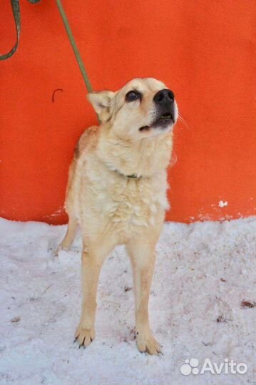 Собака Барсик на доживание