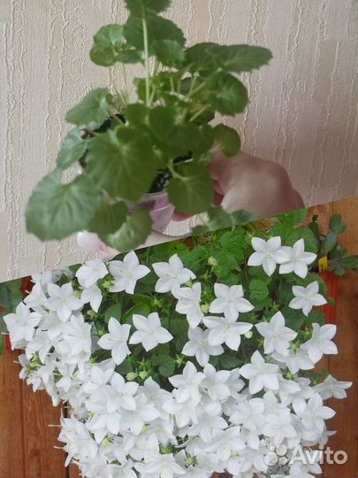 Комнатные растения цветы