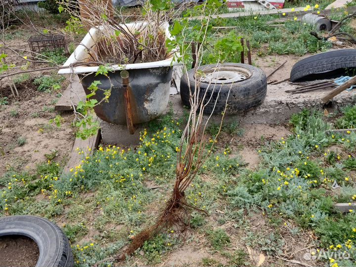 Черная смородина