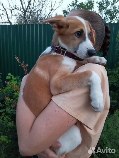 Собака в добрые руки щенок