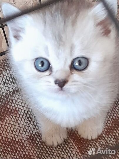 Котята британцы