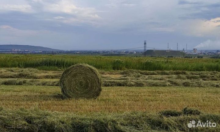 Сено в рулонах