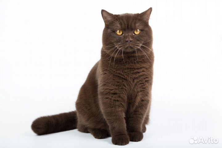 Британская