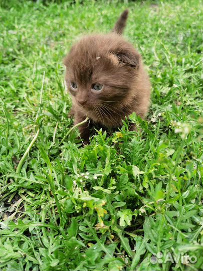 Котята в добрые руки бесплатно