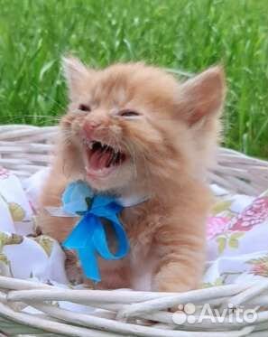 Рыжий малыш вырастет в роскошного кота. Ищем дом