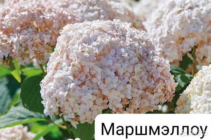 Гортензия древовидная