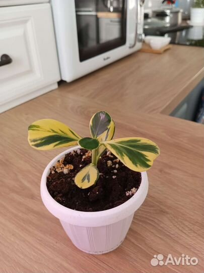 Клузия вариегатная