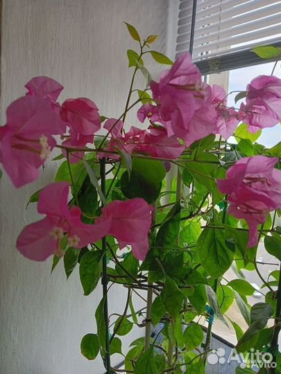 Бугенвиллия черенки