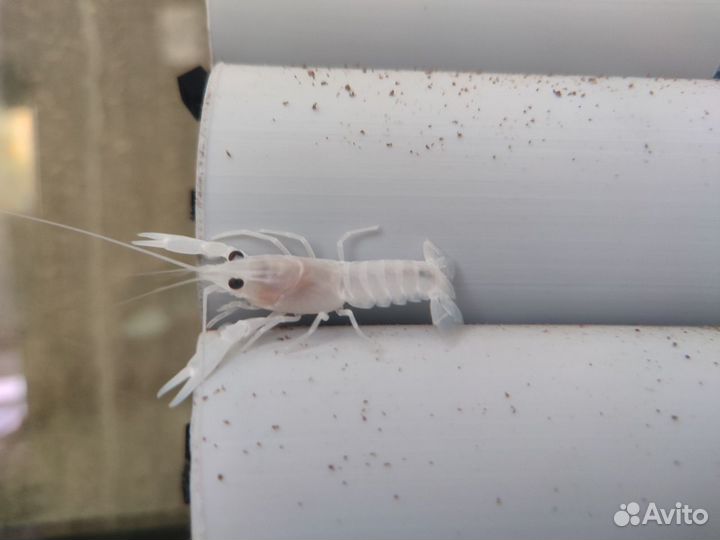 Австралийский красноклешневый рак