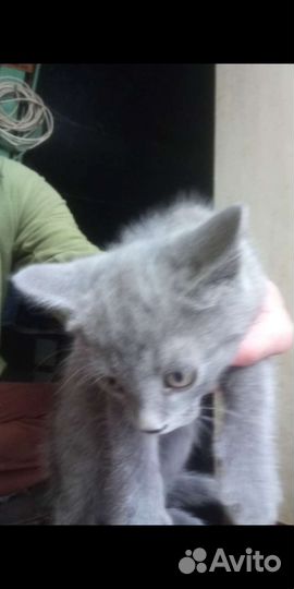 Котятки-разные 3- 4 мес