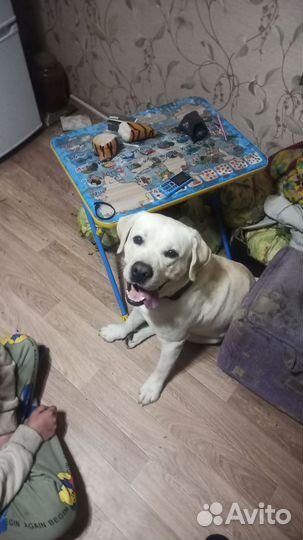 Кобель лабрадора вязка