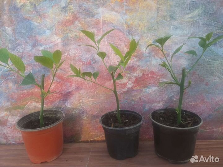 Лимон Мейер урожайный в Курске