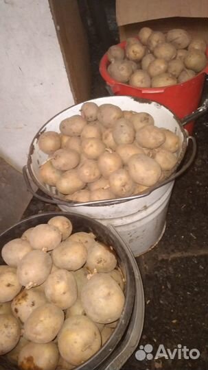 Картофель семенной Бородянка, Ред Скарлет