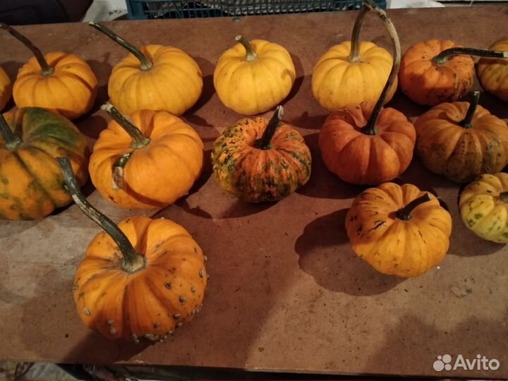 Тыква декоративная