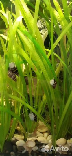 Улитки Хелена,Растения