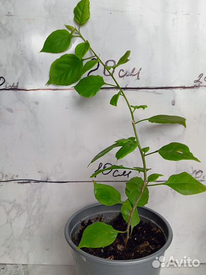 Бугенвиллия махровая