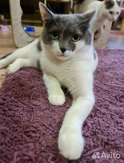 Кошка Масяня в добрые руки