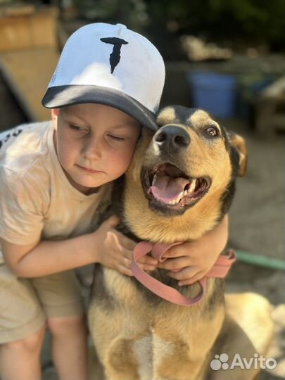 Метис овчарки