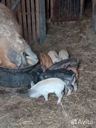 Поросята венгерской мангалицы