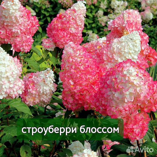 Гортензия Диамантино Пинкачу Пандора Полестар