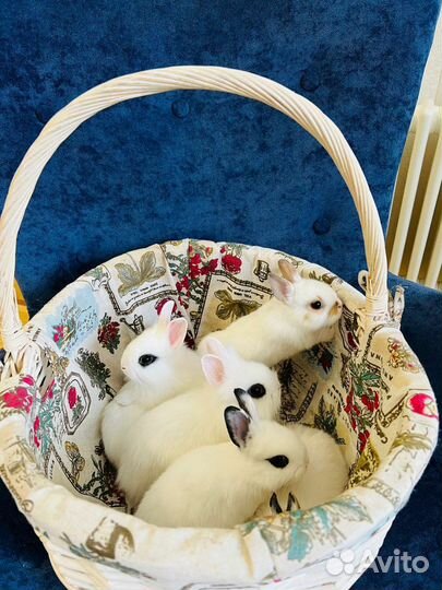 Кролики мини. Большой выбор