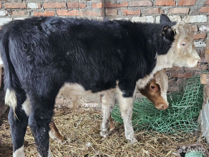 Бычки и быки