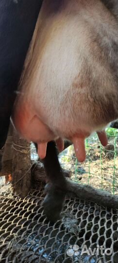 Корова дойная