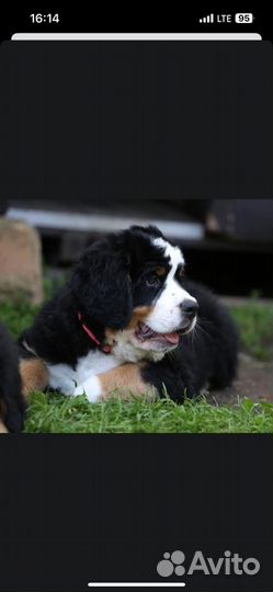 Бернский зенненхунд