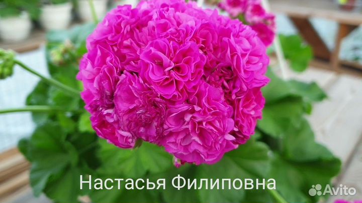 Сортовые пеларгонии почтой