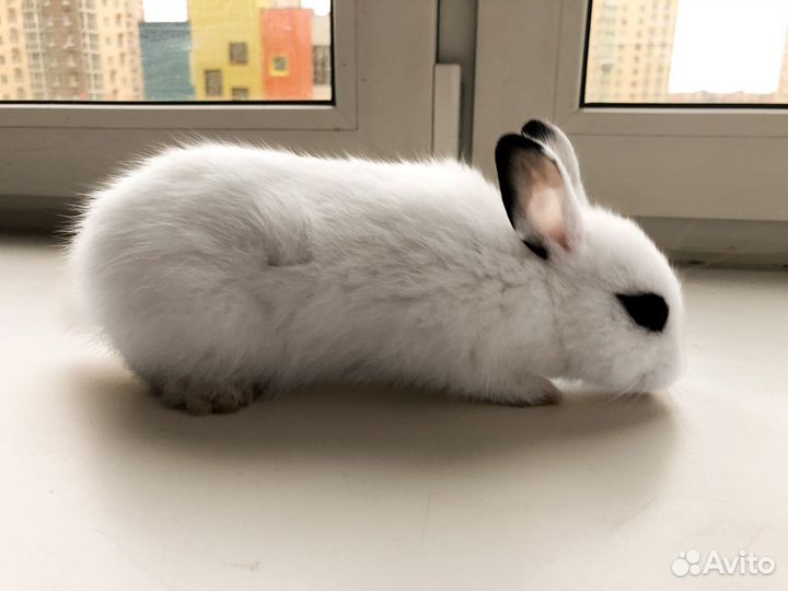 Мини карликовый кролик - самый маленький
