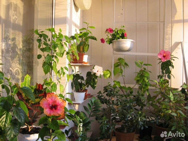 Гибискус сортовой