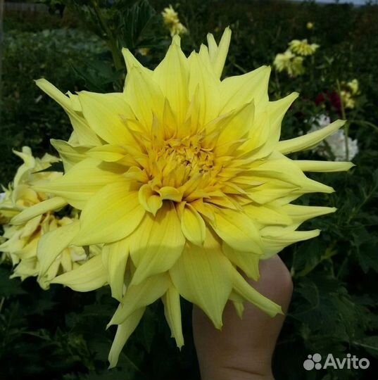 Георгины клубни