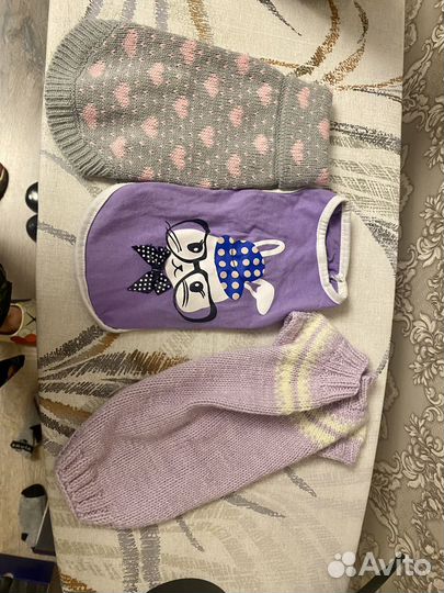 Свитера для сфинкса