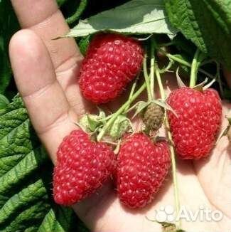 Саженцы сортовой малины