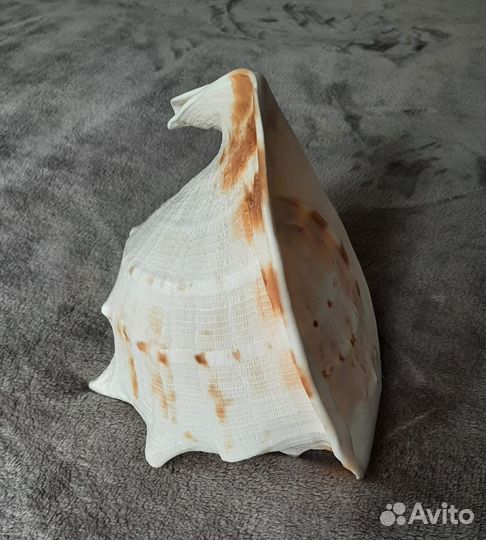 Ракушка,раковина Касис 23см