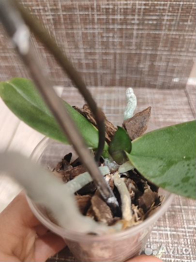 Орхидея фаленопсис