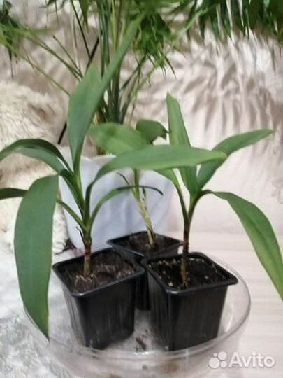 Кордилина, продам или обменяю