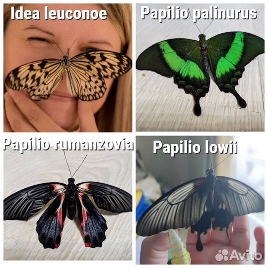Ферма бабочек