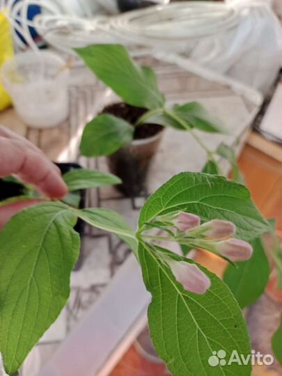 Вегейла розовая