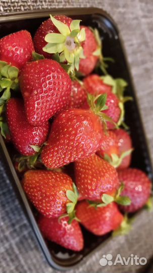 Рассада клубники разных сортов