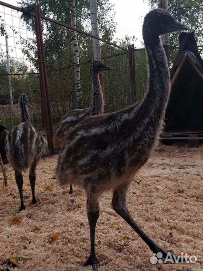 Птицы страусы