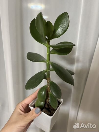 Комнатный цветок крассула (денежное дерево)