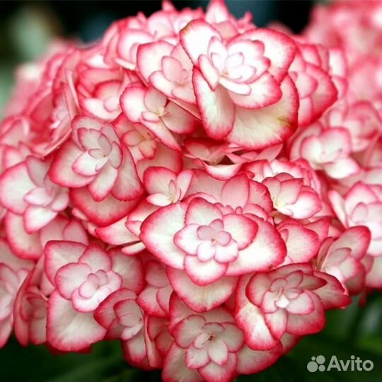 Гортензия Мисс Саори