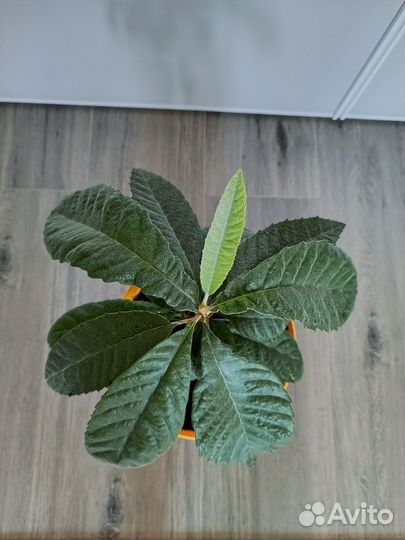 Мушмула (обмен)