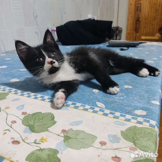Малыш ищет дом