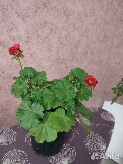 Пеларгония герань сортовая